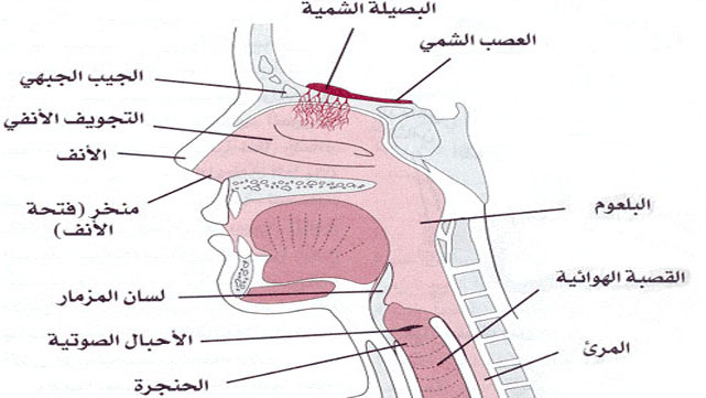 خطوات على طريق الخشبة -الصوت البشري -
